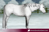Horse Color:Gray Grullo 