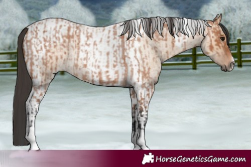 Horse Color:Bay Roan Tobiano  and Bay Roan Dun Tobiano 