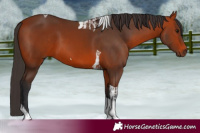 Horse Color:Bay Tobiano  and Bay Tobiano 