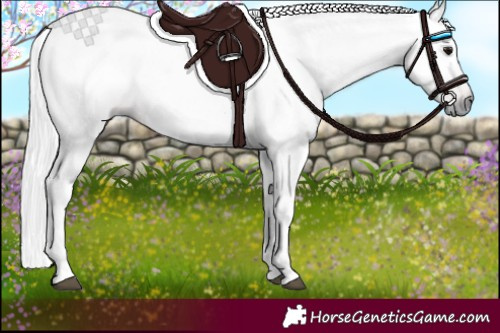 Horse Color:Gray Bay