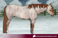 Horse Color:Red Dun Roan  and Red Roan 