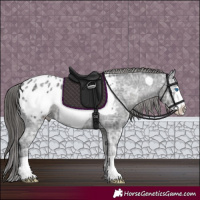 Horse Color:Black Ice Frame Appaloosa 