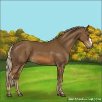 Horse Color:Chocolate Palomino 