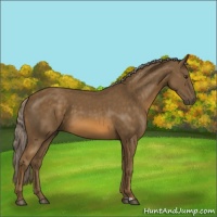 Horse Color:Chocolate Palomino 