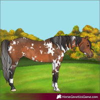 Horse Color:White Spotted Bay 