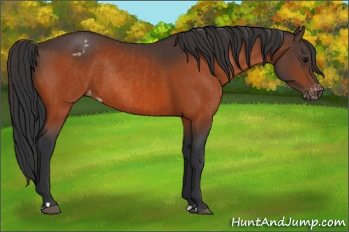 Horse Color:Bay Varnish  and Bay Varnish Rabicano 