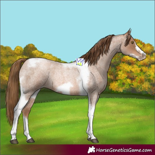 Horse Color:Liver Red Roan Pearl Tobiano Frame 