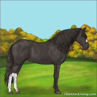 Horse Color:Smoky Black 