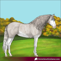 Horse Color:Silver Grullo Roan Splash