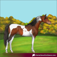 Horse Color:Bay Tobiano 