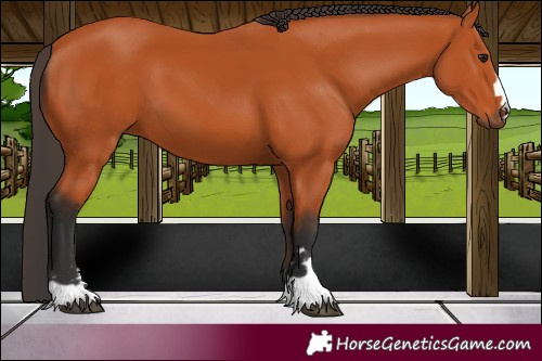 Horse Color:Bay 