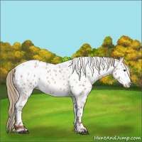 Horse Color:Red Dun Roan Near Leopard 