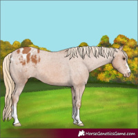 Horse Color:Chestnut Varnish