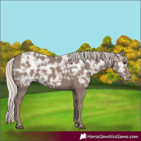 Horse Color:Silver Black Ice