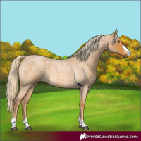Horse Color:Palomino Roan 