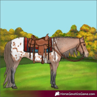 Horse Color:Bay Appaloosa 