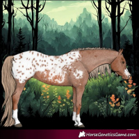 Horse Color:Chestnut Appaloosa 