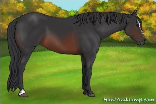 Horse Color:Brown Sabino