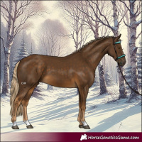 Horse Color:Chocolate Palomino 