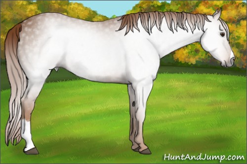 Horse Color:Gray Chestnut 