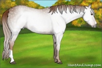 Horse Color:Gray Chestnut 