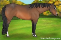 Horse Color:Buckskin Sabino