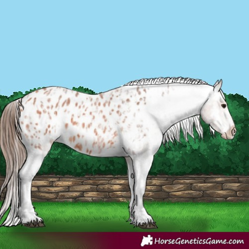 Horse Color:Bay Roan Appaloosa  and Bay Roan Appaloosa 