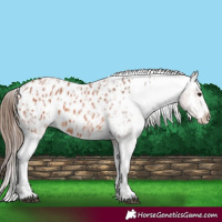Horse Color:Bay Roan Appaloosa  and Bay Roan Appaloosa 