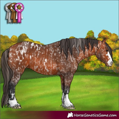 Horse Color:Bay Appaloosa  and Bay 