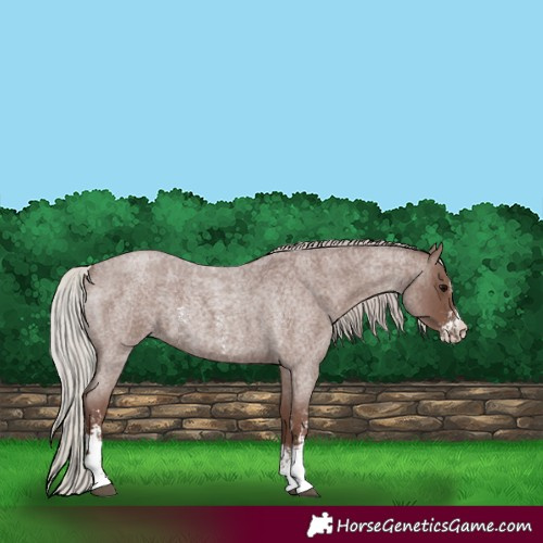 Horse Color:Silver Blue Roan Sabino 