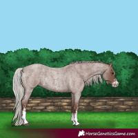 Horse Color:Silver Blue Roan Sabino 