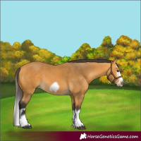 Horse Color:Buckskin Splash Frame and Buckskin Splash Frame