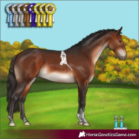 Horse Color:Bay Tobiano 