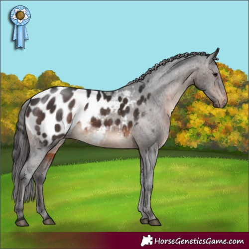 Horse Color:Brown Appaloosa 