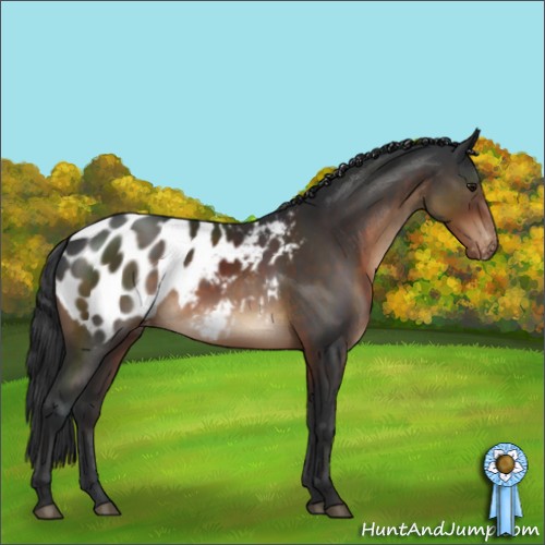 Horse Color:Brown Appaloosa 