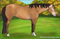 Horse Color:Gray Amber Champagne 