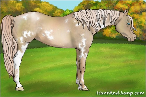 Horse Color:White Spotted Chocolate Palomino Pearl Sabino