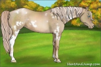 Horse Color:White Spotted Chocolate Palomino Pearl Sabino 