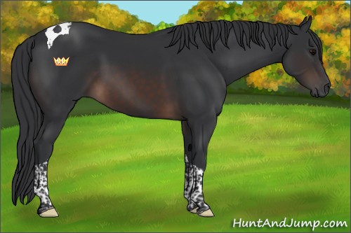 Horse Color:Brown Tobiano