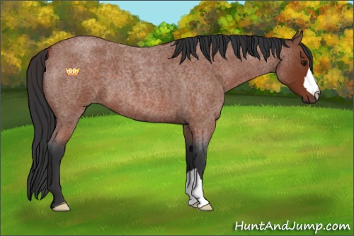 Horse Color:Brown Roan 