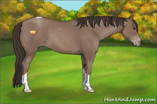 Horse Color:Classic Champagne Tobiano