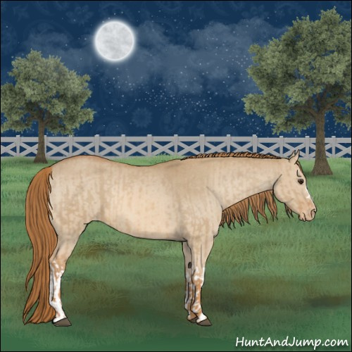 Horse Color:Red Dun Appaloosa  and Red Dun Appaloosa 