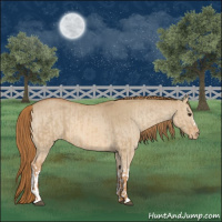 Horse Color:Red Dun Appaloosa  and Red Dun Appaloosa 