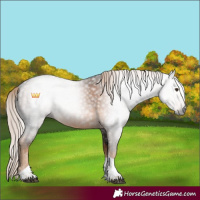 Horse Color:Gray Chocolate Palomino Tobiano 