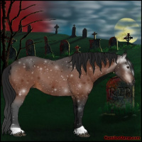 Horse Color:Gray Brown 