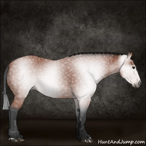 Horse Color:Gray Bay 