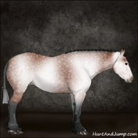 Horse Color:Gray Bay 
