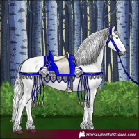 Horse Color:Gray Bay 