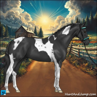 Horse Color:Black Tobiano 