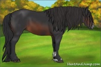 Horse Color:Brown Sabino